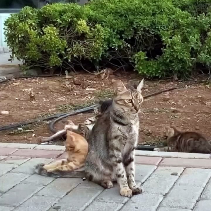 What's mommy cat thinking?😂