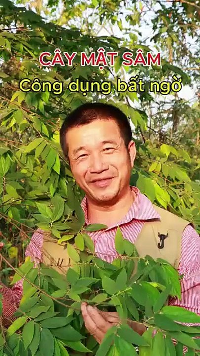 Cây Lấu