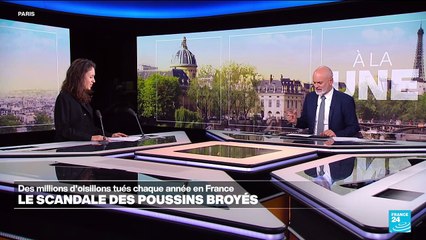Les poussins toujours broyés en France