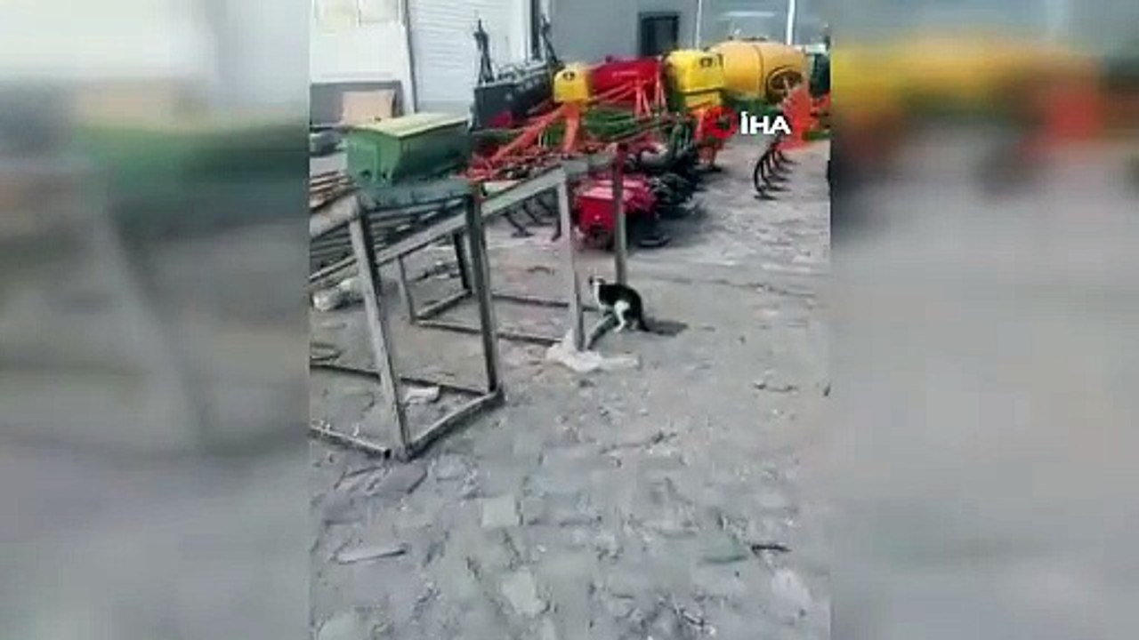 Kedinin Fareyle Dansı!