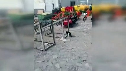 Kedinin Fareyle Dansı!