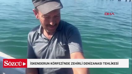 İskenderun Körfezi'nde zehirli denizanası popülasyonu ve zehirlenme vakaları arttı