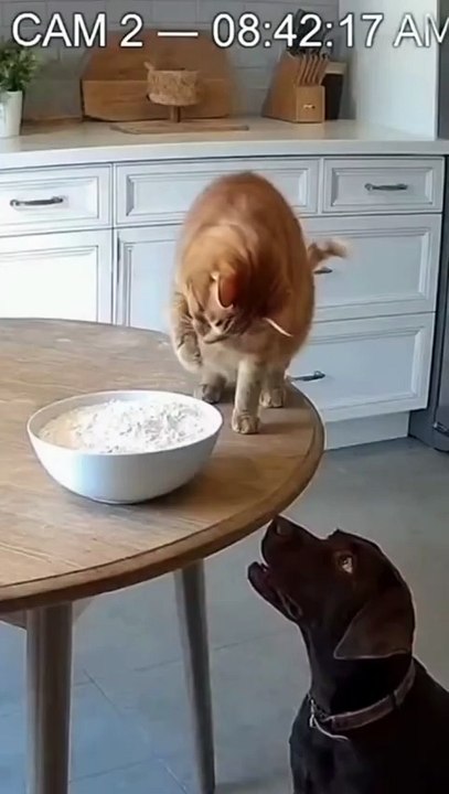 animals funny