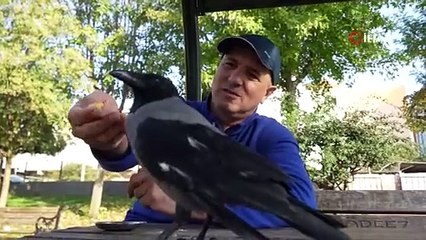 Otobüs kaptanıyla karganın 2,5 yıllık inanılmaz dostluğu! Şakir adını verdiği karga market alışverişini kendi yapıyor, çay içiyor!