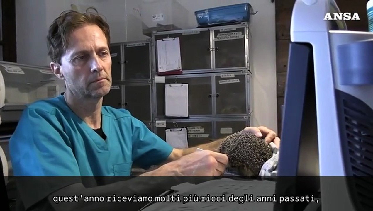 Riscaldamento globale, emergenza ricci al Centro di recupero "La Ninna"