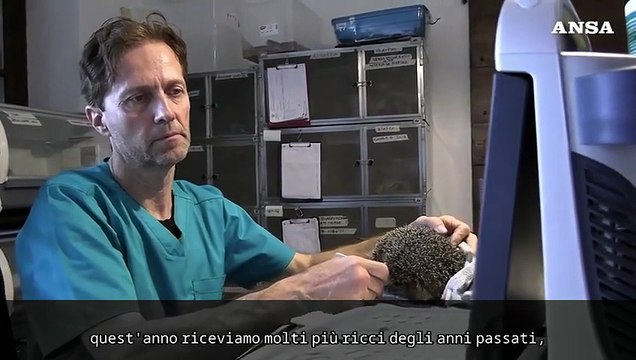 Riscaldamento globale, emergenza ricci al Centro di recupero La Ninna