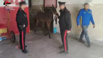 Catania: Carabinieri trovano un cavallino all’interno di una stalla abusiva