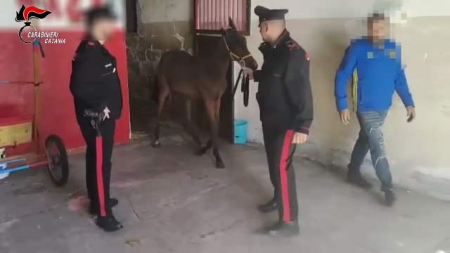 Catania: Carabinieri trovano un cavallino all’interno di una stalla abusiva