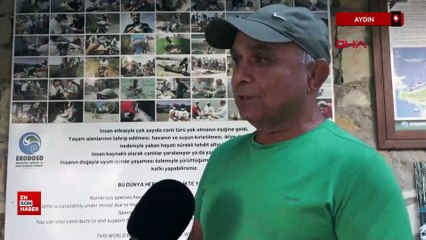 Aydın'da beslemeye çalıştığı yaban domuzu, tatilcinin kolunu ısırdı