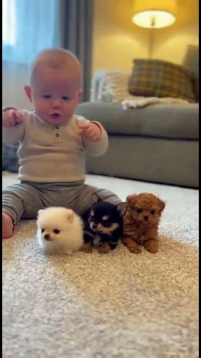 Little puppy rolls