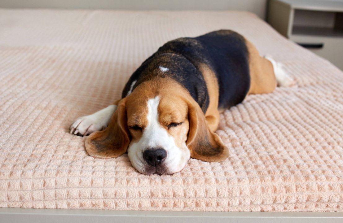 Virgin Hotels launches dog TV channel to keep them calm on bonfire night