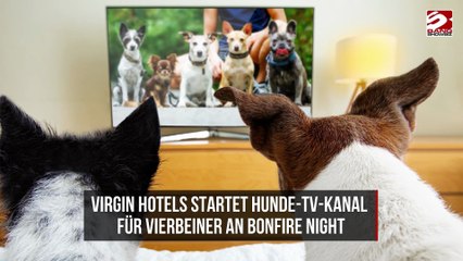 Virgin Hotels startet Hunde-TV-Kanal für Vierbeiner an Bonfire Night