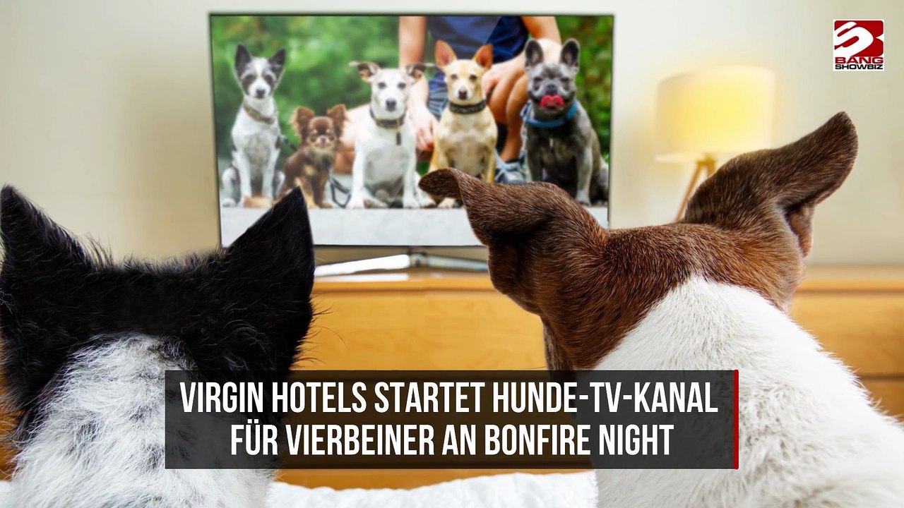 Virgin Hotels startet Hunde-TV-Kanal für Vierbeiner an Bonfire Night