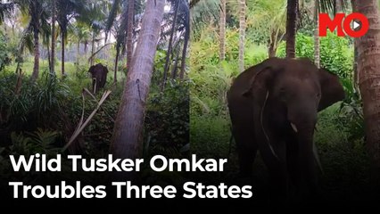 Lone tusker Omkar roams across three states