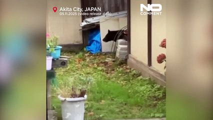 Japonia wysyła wojsko, by powstrzymać ataki niedźwiedzi