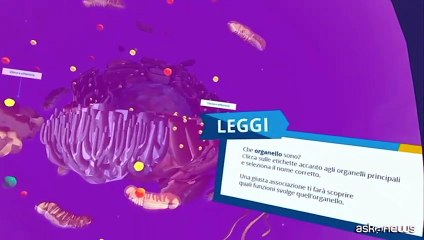 AIRC, viaggio nella cellula umana per scoprire come nasce la ricerca