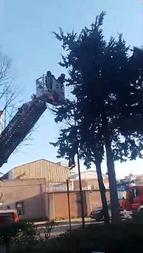 Image from field_mediaid