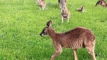 Australian kangaroos