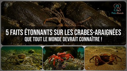 5 Faits INCROYABLES sur les Crabes-Araignées que Vous Ignorez !