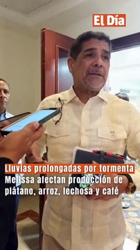 Lluvias prolongadas por tormenta Melissa afectan producción de plátano, arroz, lechosa y café