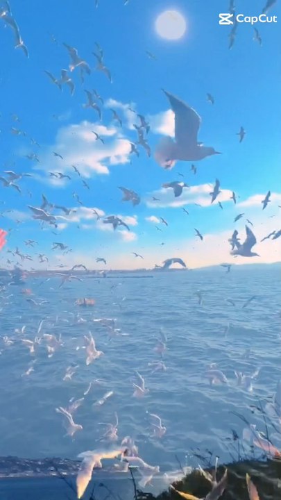 Oiseaux