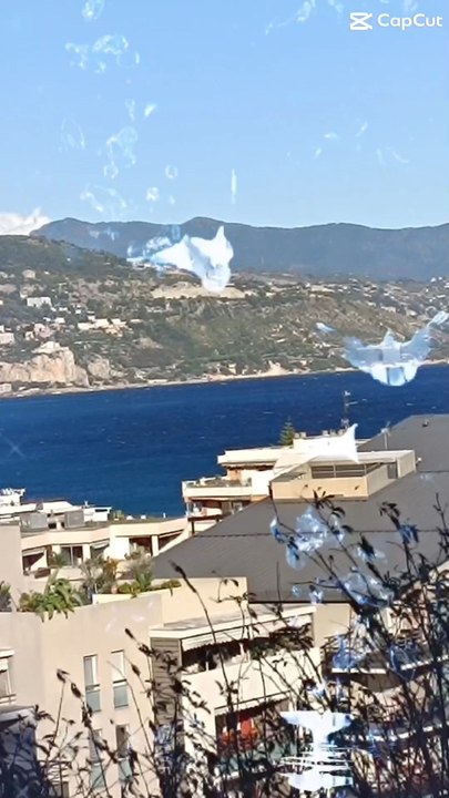 Oiseaux2