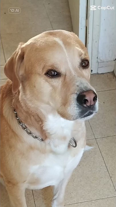 Transformation. Le bébé chien du début du compte à rejoint les étoiles et on le fait revivre