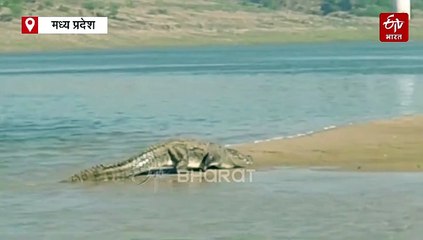 चंबल सफारी पर टूरिस्ट की टांग पकड़ खींच ले गए 3 मगरमच्छ, राजस्थान से सैर करने आया था युवक