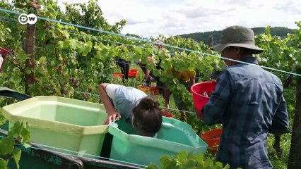 النبيذ الفرنسي يعاني من الرسوم الجمركية الأمريكية