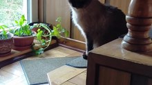 New Decoration of the Stairs? :) #cat #cats #funnycats #home #cutecats #adorablecats #viralcats #fyp