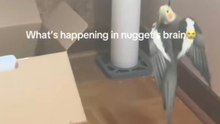Cockatiel learns to jump onto a rope and keeps trying after every slip