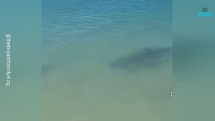 Shark Accidentally Comes Too Close to Shore