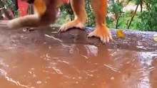dog and monkey fight |  funny video 🐒