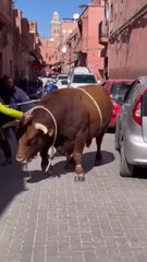 ثور كبير يخرج عن السيطرة بشكل مضحك و يضرب السيارات والناس يمسكونه في مراكش . الكلام بالدارجة المغربية