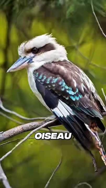 Les CRIS d'OISEAUX les plus EFFRAYANTS 😱