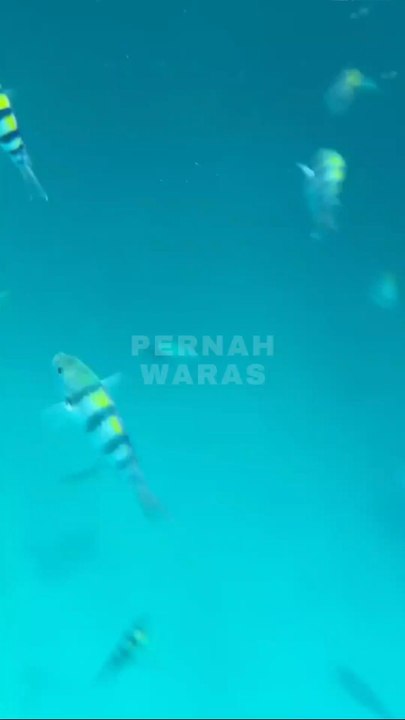 to many ornamental fish