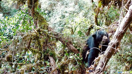 Expedition Amazon 2024 – Full Movie