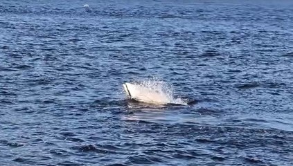 canada4 les baleines ; montreal