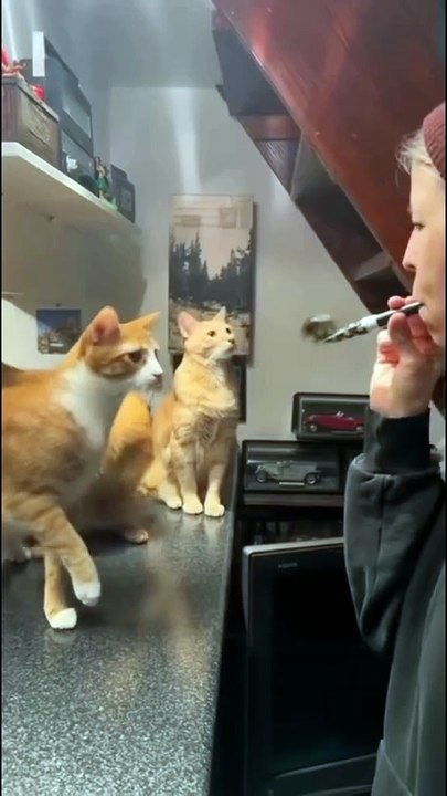Animals is Funny