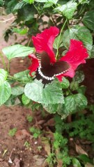 Flap, Sip, Repeat - Butterfly in Action