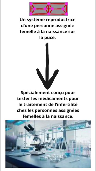 Un organe sur la puce pour tester les médicaments pour traiter l’infertilité chez les personnes assignées femelles à la naissance