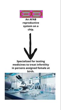Organ on chip for testing medicines to treat infertility in persons assigned female at birth