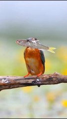 Kingfisher Smashes Fish Against Tree Before Swallowing It Whole