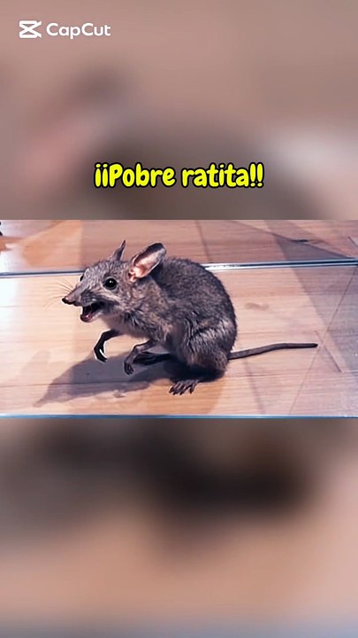 ¡Pobre ratita!