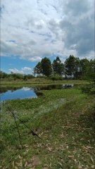 Pesca de tarariras en laguna llena de camalotes 🎣👌