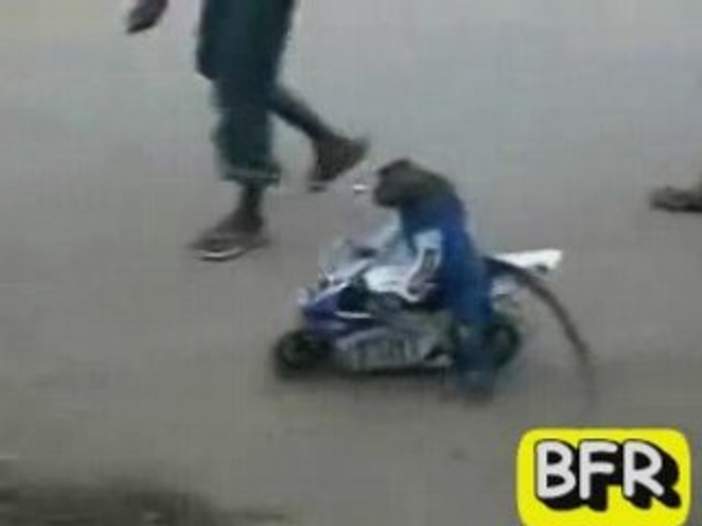 Un singe fait de la moto - Vidéo Dailymotion