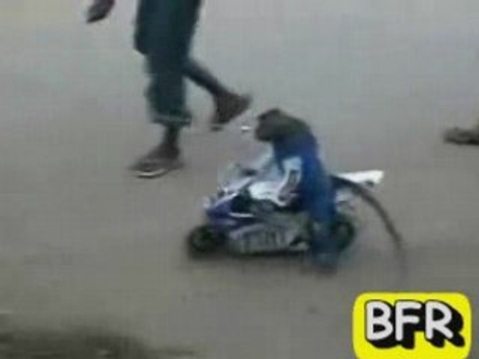 Un singe fait de la moto