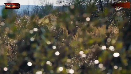 HD المؤسس عثمان - مدبلج - الحلقة 42 الموسم 6