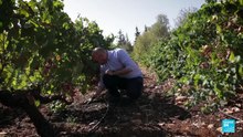 Resiliencia y vino: los viñedos de Líbano resisten guerra, sequía y crisis económica