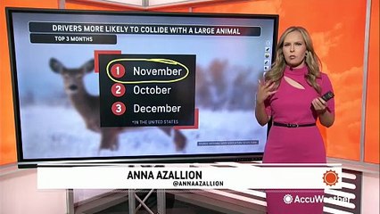 Tips to avoid animal collisions this fall